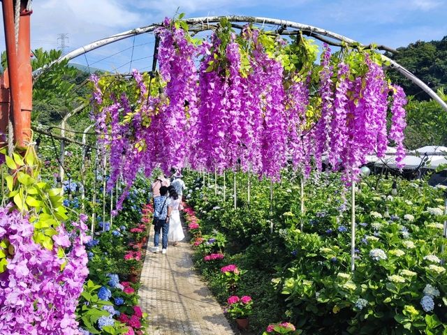 萬里高家繡球花田