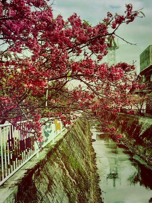 🌸 **沖繩與儀公園櫻花觀賞遊覽分享** 🌸