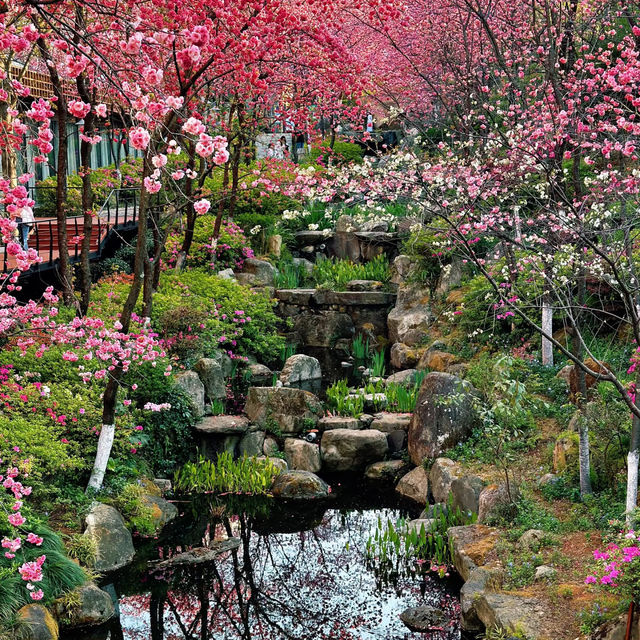 頭前溪河濱公園～櫻花盛開的春日樂園 🌸🚶‍♀️