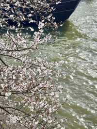 Chasing Sakura at Yuantouzhu, the World’s Blossom Crown Jewel