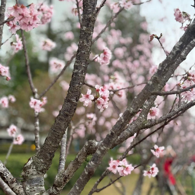 粉紅花海：石門安景街公園的櫻花盛景