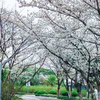 赤水竹海公園～微雨中的“櫻花雨”