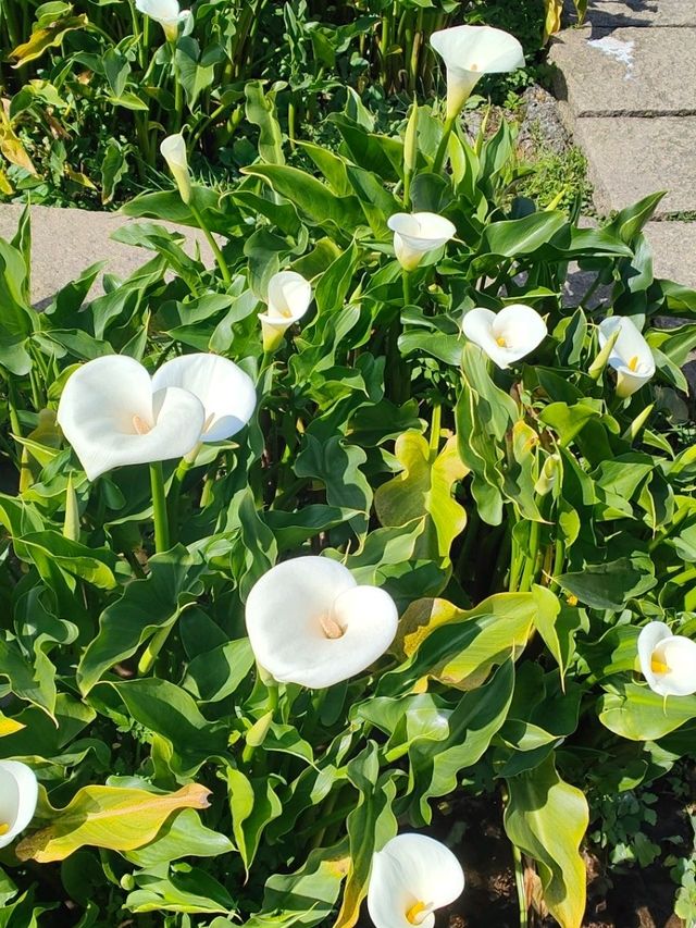 遠離塵囂忘憂好去處：陽明山苗榜海芋花園野菜餐廳🌿