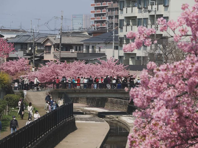 京都淀水路賞櫻美景