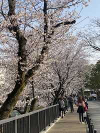 櫻花盛開的熊本城