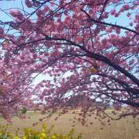 屋嘉兒童公園·賞櫻與遊樂樂趣
