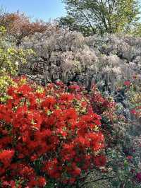 Spring Day Trip to Ashikaga Flower Park