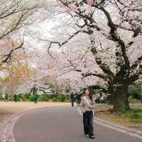 4 พิกัดชมซากุระที่ 'โตเกียว' 🌸🗼