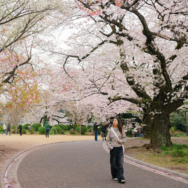 4 พิกัดชมซากุระที่ 'โตเกียว' 🌸🗼