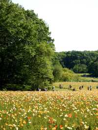 【埼玉×森林公園】  ネモフィラ ポピーなどの花畑の絶景スポット