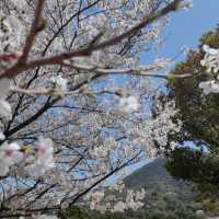 貓囒山·櫻花遍野