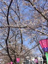 Full Bloom! Cherry Blossoms at Kunijima Water Treatment Plant