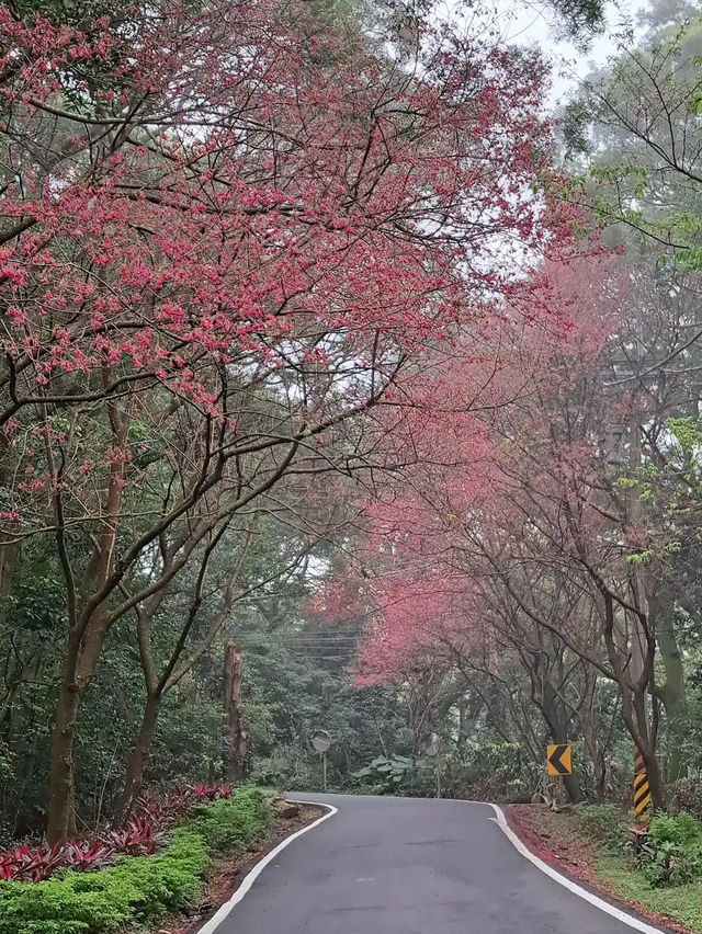 🌸** 台北滬尾櫻花大道是春季賞櫻**🌸