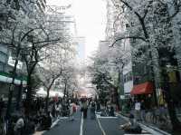 【東京】今が見頃！桜スポット