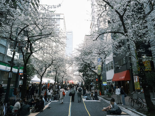 【東京】今が見頃！桜スポット