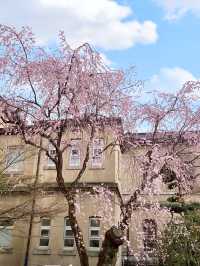 Cherry Blossoms in Full Bloom! Kyoto Prefectural Office - Former Main Building