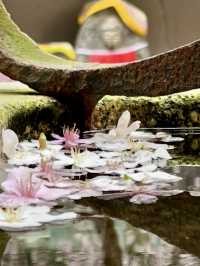 Cherry Blossoms at Chōhōji (Rokkakudō) Temple