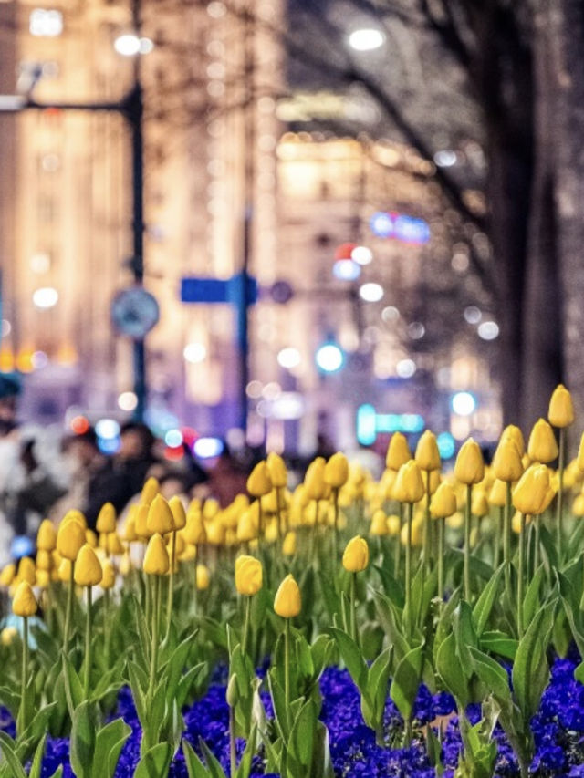 This isnt in holland but in Shanghai -Tulips Bloom 🌷 