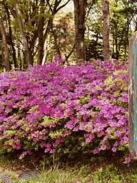 Maeheon's Sprin: A Green Sanctuary in the City 