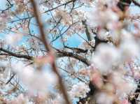 ซากุระที่สวนอุเอโนะ โตเกียว 🌸🌸🌸