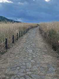 Whispers of Wind in Nara’s Golden Plains