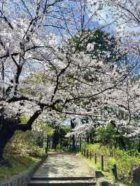 🇯🇵日本名古屋 | 鶴舞公園櫻花已開滿‼️🌸