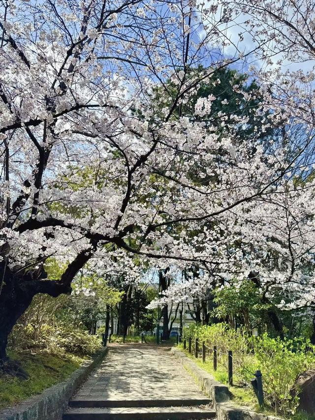 🇯🇵日本名古屋 | 鶴舞公園櫻花已開滿‼️🌸