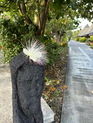 Tropical Tranquility: Fiji in Full Bloom