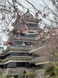 Matsumoto castle cherry blossom @ Matsumoto