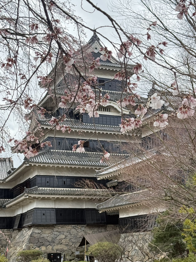 Matsumoto castle cherry blossom @ Matsumoto