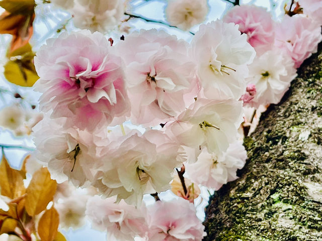 まだ間に合う！遅咲きの八重桜
