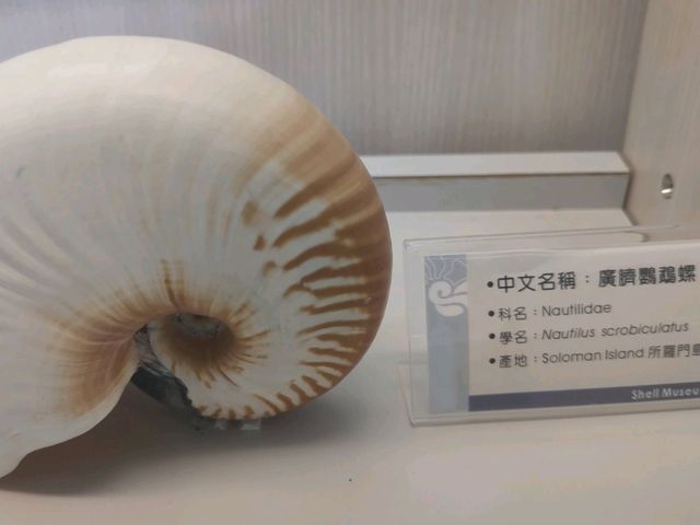 #旗津貝殼館-高雄市旗津區
