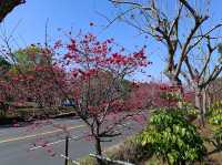 🌸** 中科崴立櫻花公園不僅擁有自然美景**🌸