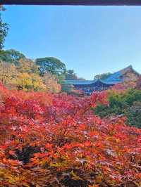 京阪一日賞楓行程，東福寺紅葉海 × 大阪城金秋散步