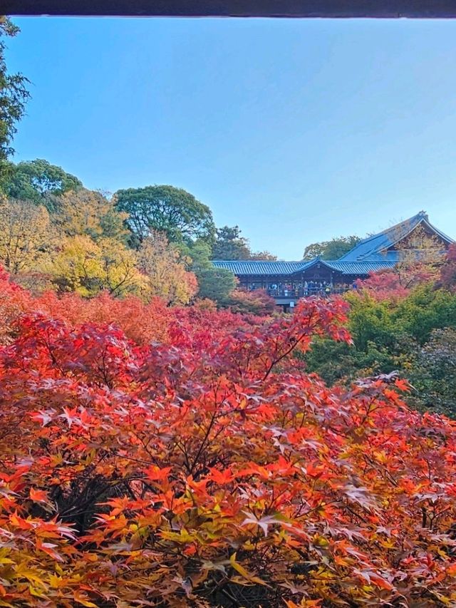 京阪一日賞楓行程，東福寺紅葉海 × 大阪城金秋散步