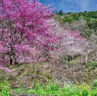 三色花景ㄧ次搞定的萬里林園