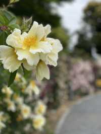 【群馬】600種7000株の薔薇の楽園