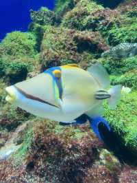 Dive into Wonder: A Journey Through S.E.A. Aquarium