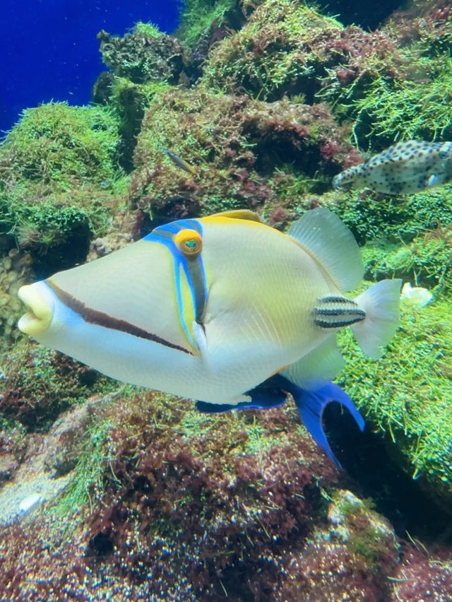 Dive into Wonder: A Journey Through S.E.A. Aquarium