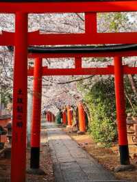 Takenaka Inari Shrine Cherry Blossoms– Kyoto’s Best-Kept Secret Tunnel