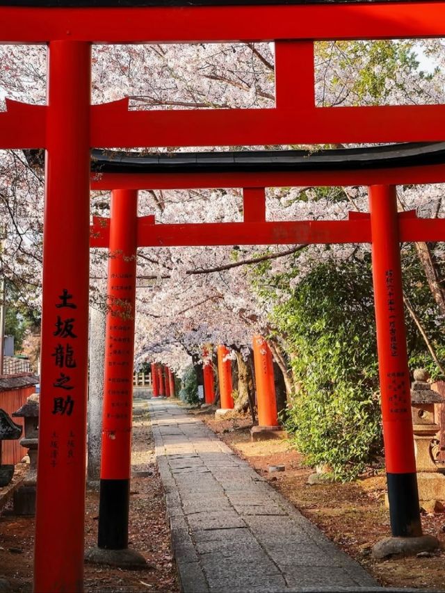 Takenaka Inari Shrine Cherry Blossoms– Kyoto’s Best-Kept Secret Tunnel