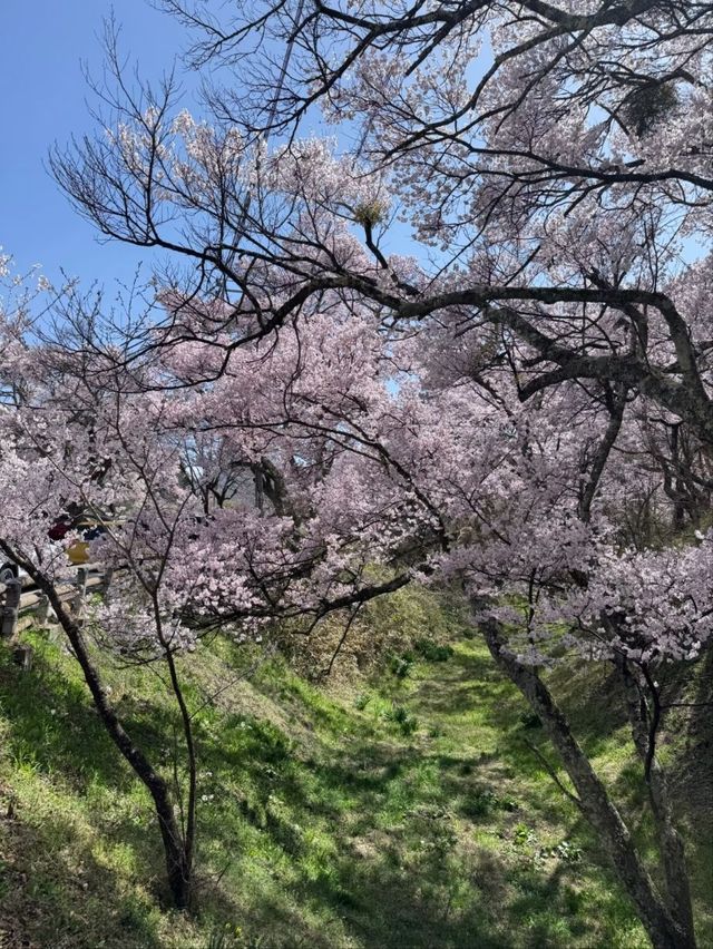 Takato Joshi Park Cherry Blossoms – The "Alps' Most Beautiful Sakura