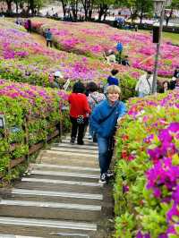 Celebrates the Breathtaking Bloom of Royal Azaleas Flowers