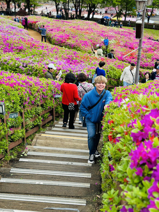 Celebrates the Breathtaking Bloom of Royal Azaleas Flowers
