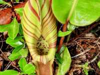 🌿 Maliau Basin: The Lost World Adventure You NEED to Try! 🦎