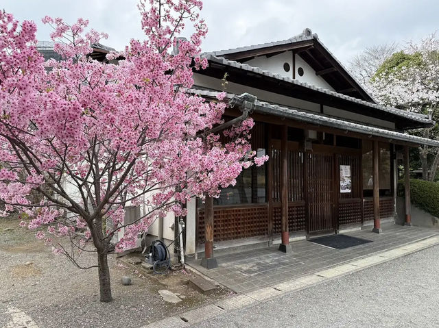 水前寺成趣園🌸櫻花相映成趣🌸