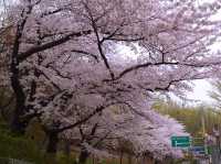 Incheon Grand Park Cherry Blossoms: A Floral Oasis Near Seou