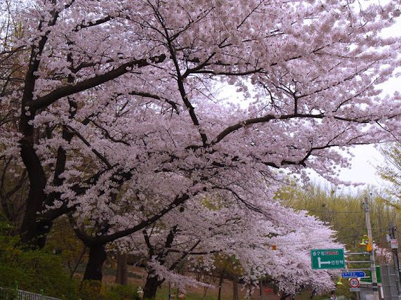 Incheon Grand Park Cherry Blossoms: A Floral Oasis Near Seou