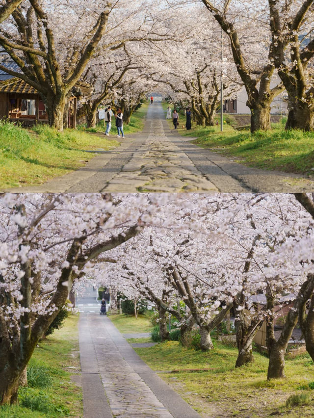 Takeo Onsen (武雄温泉) – A Hidden Cherry Blossom Paradise 🌸