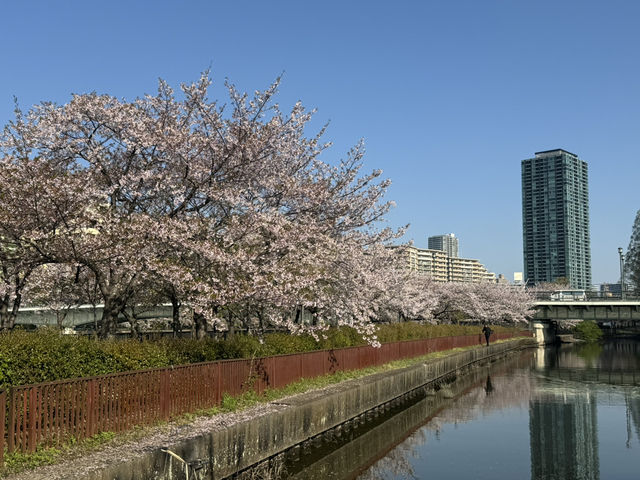 2025大阪毛馬櫻之宮公園沿河浪漫櫻花步道